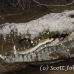 crocodile_american_tar_h_1534_cos2537.jpg